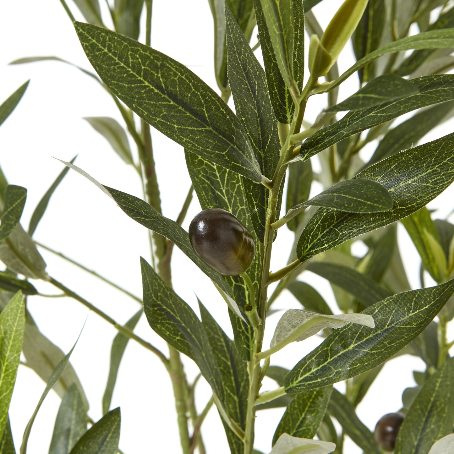 Apulia Olive Tree In White Pot 150cm