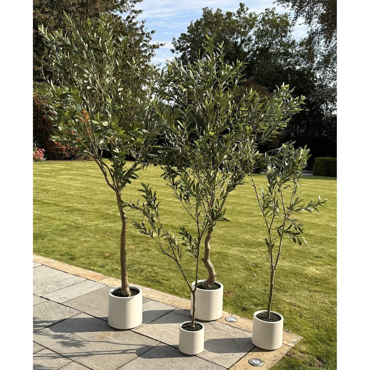 Apulia Olive Tree In White Pot 150cm