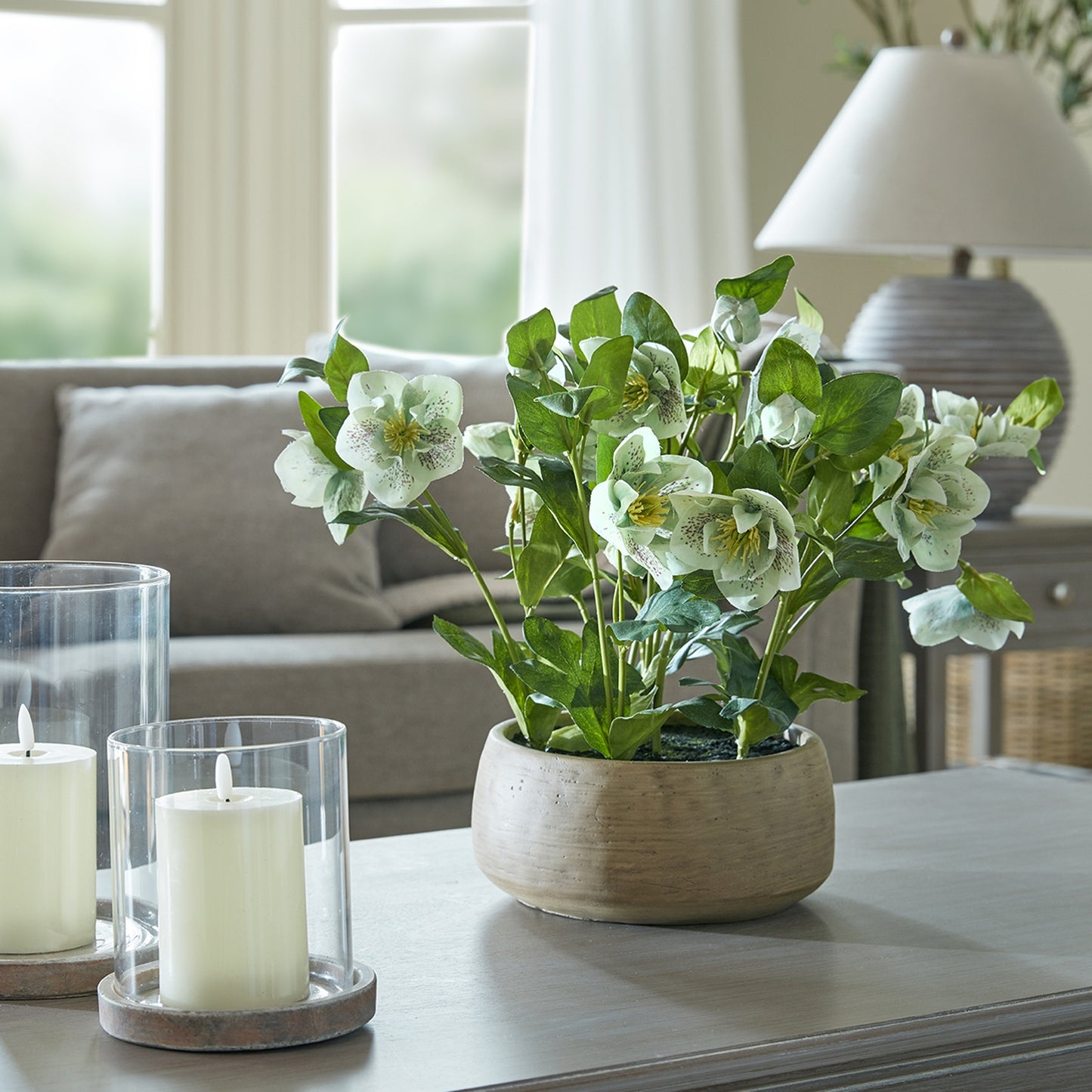 Medium Green Hydrangea Plant In Pot