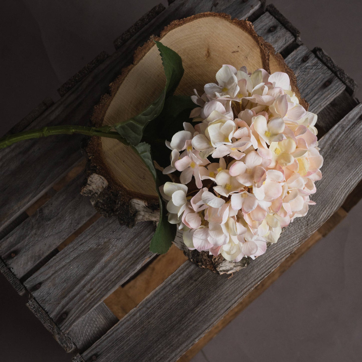 Autumn White and Pink Hydrangea