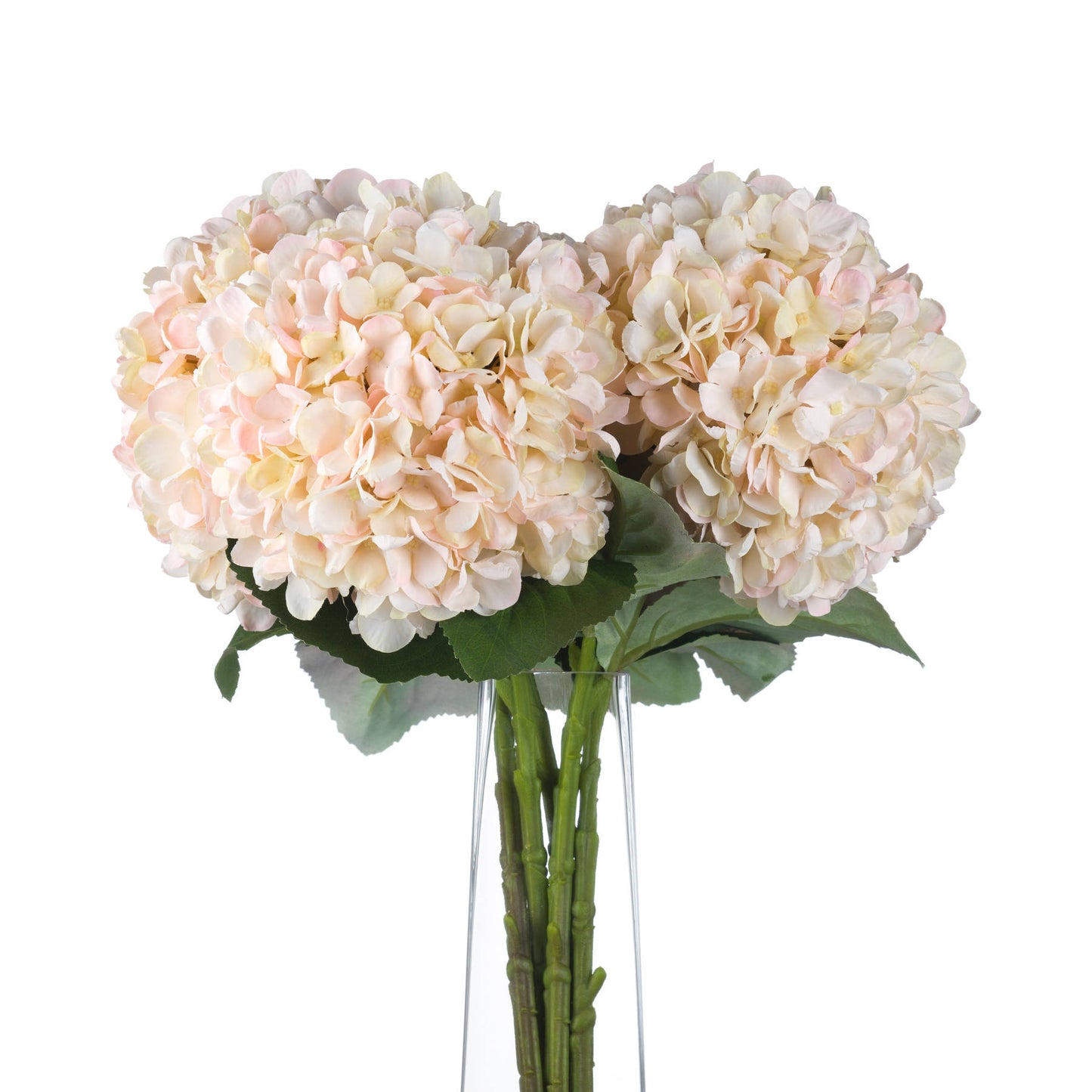 Autumn White and Pink Hydrangea