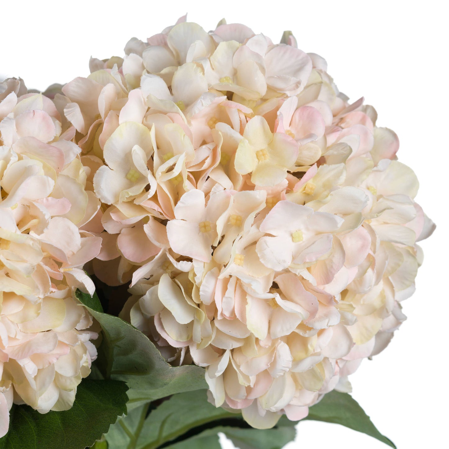 Autumn White and Pink Hydrangea